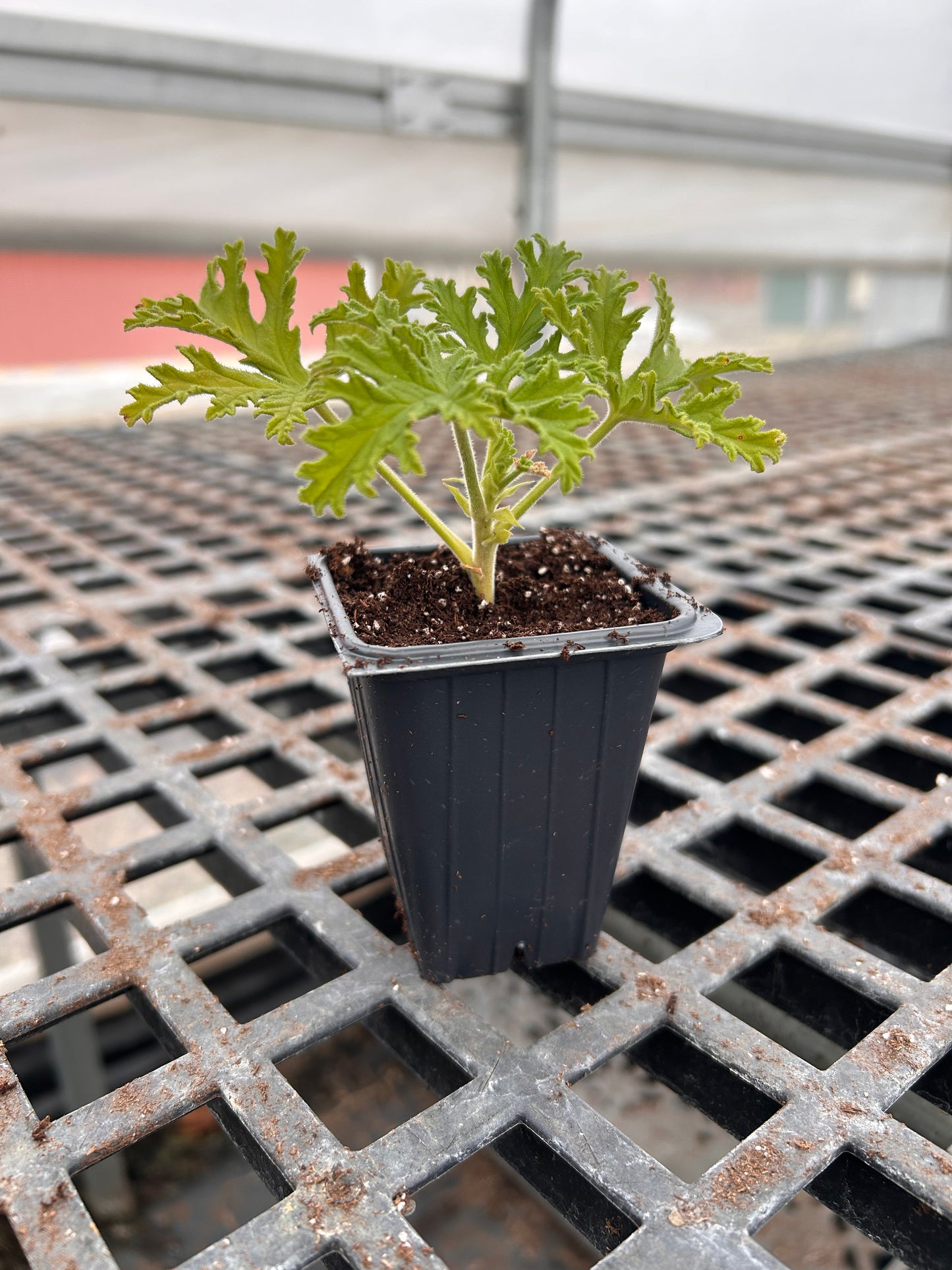 Preorder Live Herb Starts
