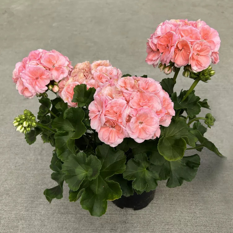Preorder Live Geraniums (scented and unscented)