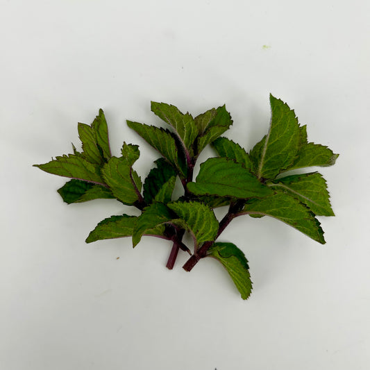 Fresh Peppermint