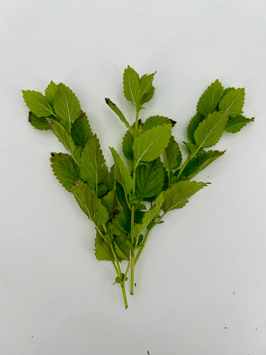 Fresh Lemon Balm