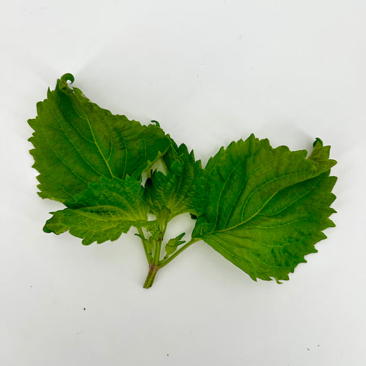 Fresh Green Shiso
