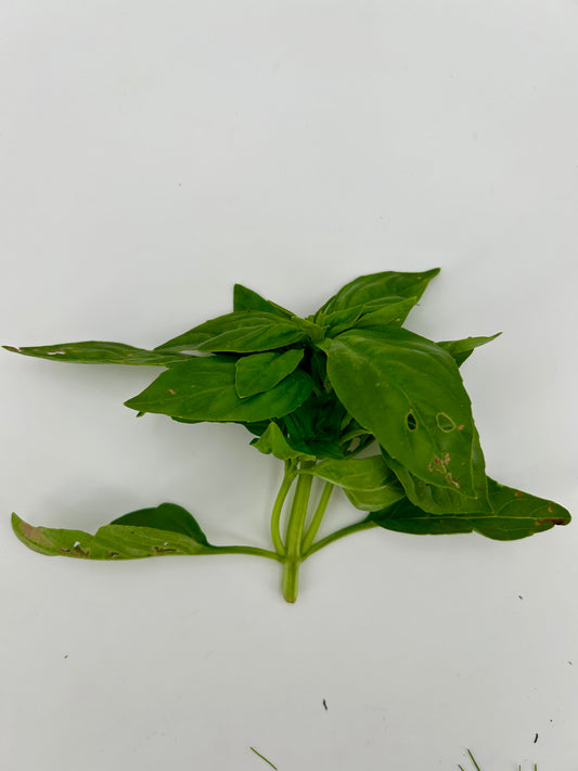 Fresh Basil