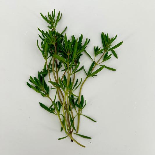 Fresh Summer Savory