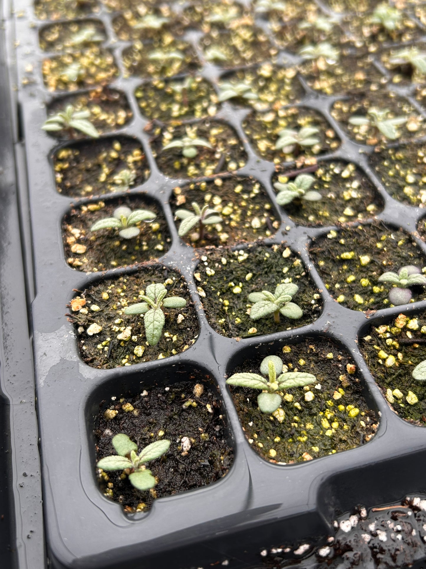 Preorder Live Herb Starts