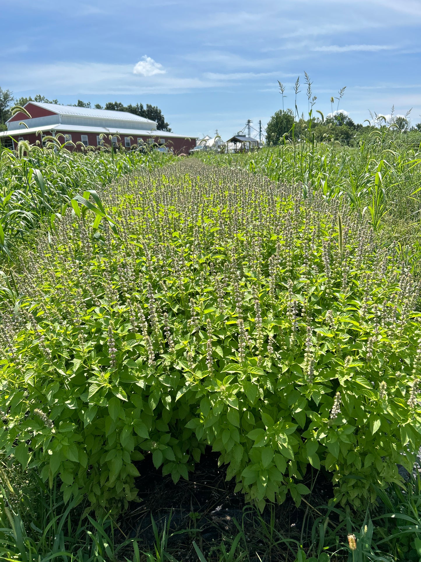 Preorder Live Herb Starts