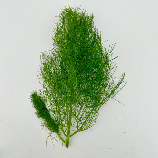 Fresh Leaf Fennel