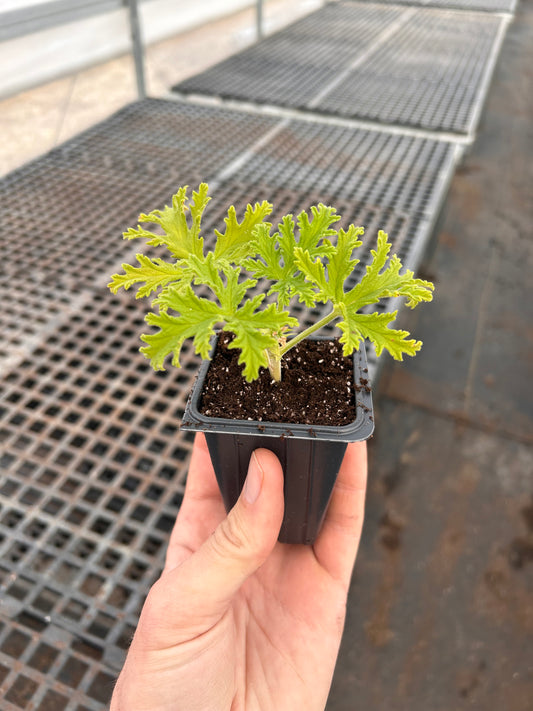 Preorder Live Geraniums (scented and unscented)