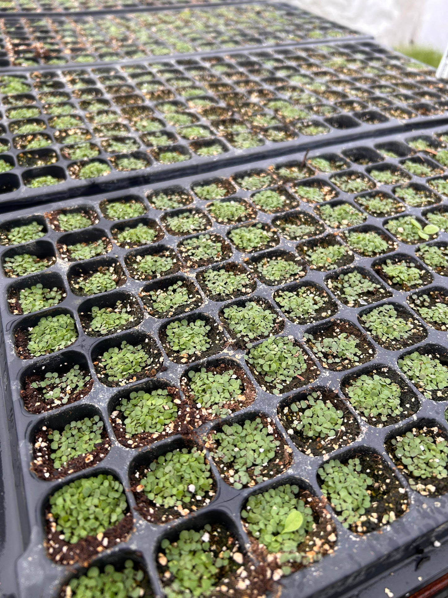 Preorder Live Herb Starts