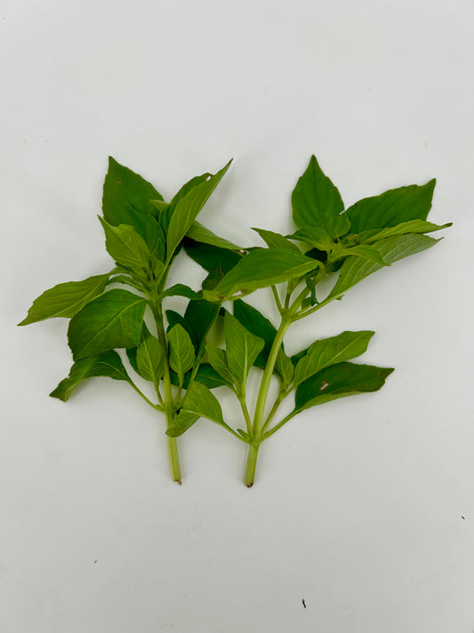 Fresh Lemon Basil