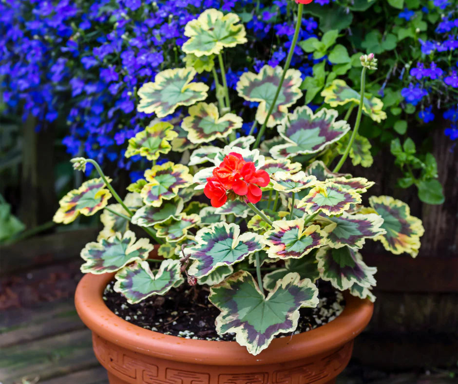 Preorder Live Geraniums (scented and unscented)