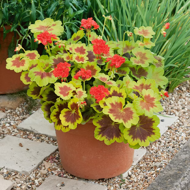 Preorder Live Geraniums (scented and unscented)