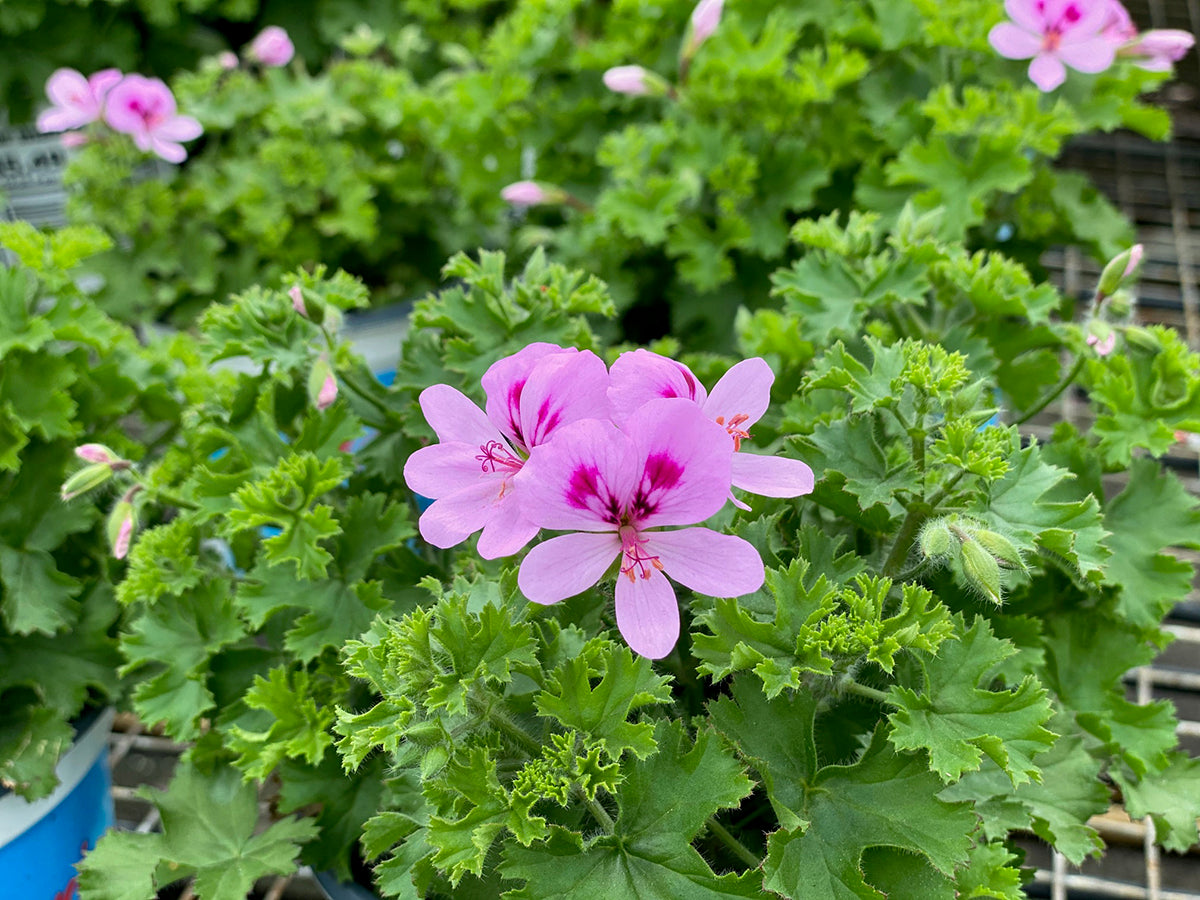 Preorder Live Geraniums (scented and unscented)